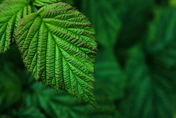 Dark green natural background with raspberry bush foliage