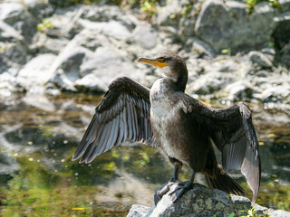 カワウ 野鳥 生物