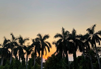 palm trees at sunset