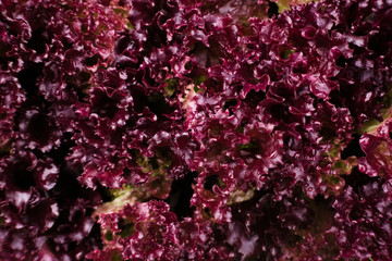 Natural background with bright red lettuce in the garden. Agricultural concept, farming season
