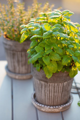 lemon balm (melissa) herb in flowerpot on balcony