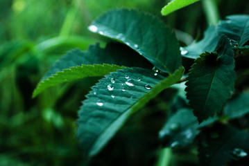 Dew drops on wild rose leaves, dark natural leafy background, cloudy weather