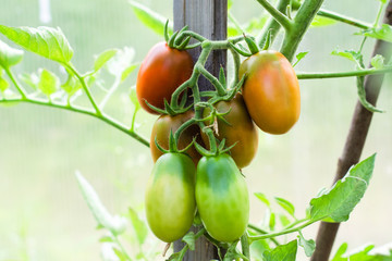 Half-ripe tomato branch in the greenhouse. Agricultural concept, farming season