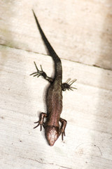 Baby lizard viviparous on the board. Environment, reptiles