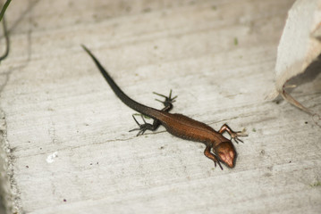 Baby lizard viviparous on the board. Environment, reptiles