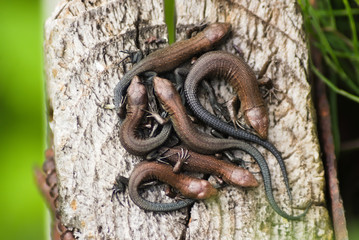 Six cubs of viviparous lizards on a wooden post. Environment, reptiles