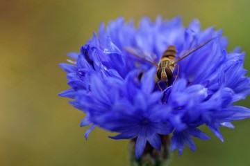 Kronblume mit Schwebfliege