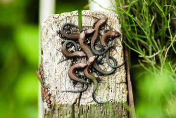 Seven young viviparous lizards on a wooden post. Environment, reptiles