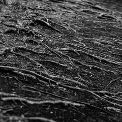 tree roots on the surface, black and white photo