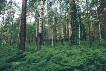 Siberian birch forest with high green fern