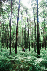Redhead girl from the back in the birch forest with high fern