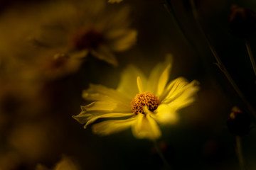 A bright yellow sunlit Margueritte, or Paris Daisy against a dark background, using a shallow depth of field