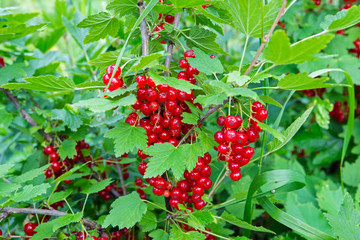 Red currant on a branch on green leaves background