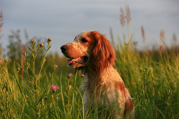 Dog breed Russian hunting spaniel in summer field