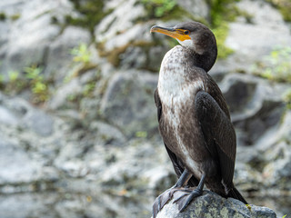 カワウ 野鳥 生物