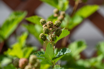 Young fruits of blackberry fruit, on the branch
