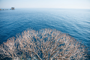 Sea horizon and tree branches against the background of the sea.