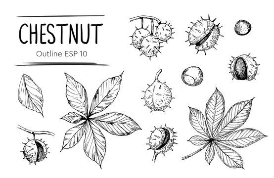 Chestnut sketch. Hand drawn illustrations converted to vector