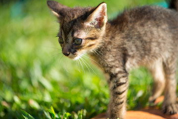 Naklejka na ściany i meble Little shorthair cat on grass