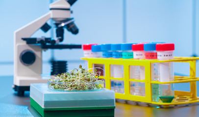 Young plant sprouts. Raw Green Organic plant Microgreens. For making fresh salads. detox, diet....