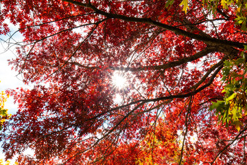 Bright sunlight coming through red autumn leaves.