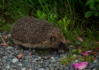 Hedgehog walking beside hedge.