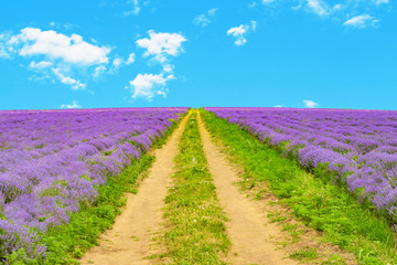Fototapeta na wymiar Picturesque landscape with beautiful lavender field and dirt road