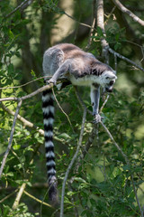 Ringtailed Lemur climbing in a tree.