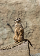 Lone Meerkat on lookout.