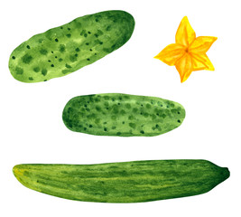 Set of different vegetables, hand drawn watercolor illustration. Cucumber. Can be used for menu and recipe design.