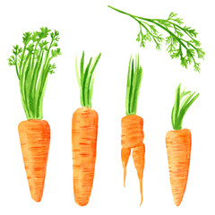 Set of different vegetables, hand drawn watercolor illustration. Carrot. Can be used for menu and recipe design.