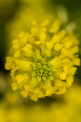 closeup of yellow flower