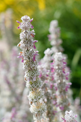 the stem of a flowering plant is covered with flowers and seeds