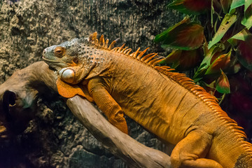 Large brown iguana on a tree with scales