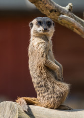 Lone Meerkat on lookout.