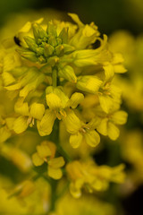 yellow flowers