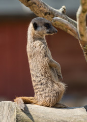 Fototapeta premium Lone Meerkat on lookout.
