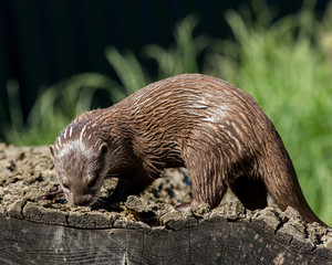 Asian Otter. Mammal. 