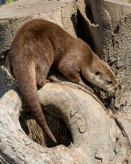 Asian Otter. Mammal. 
