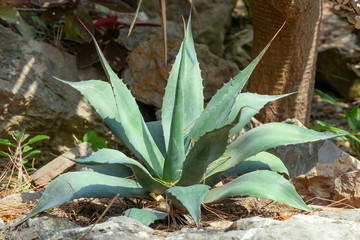 Agave plant