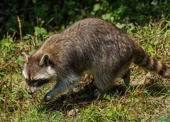 Single Racoon in grass.
