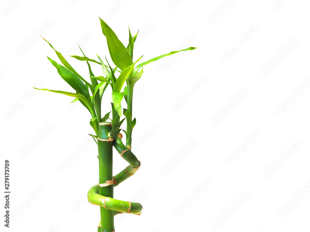 Wall mural Fresh bamboo shoots isolated on white background