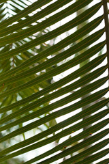 interweaving of long strips of palm leaves