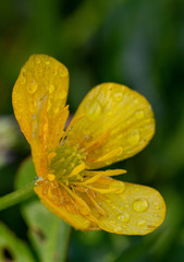 flower with drops of water