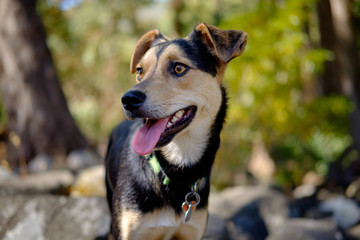 Portrait of happy black and tan crossbreed dog with tongue out, in a nature setting with blurred background.