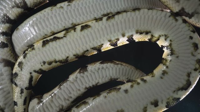 Video of royal ball phytons, camera down