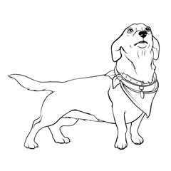 Dog with a handkerchief on the neck. Dog with a collar. A devoted dog looks up at the host. Contour Illustration on a white background