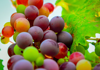 Grapes in branch