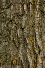 The texture of the bark of an old tree with yellow lichen. Desktop Wallpaper.