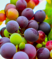 Grapes in branch